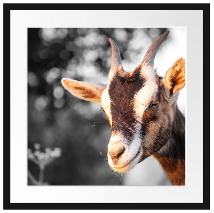 süße Ziege Passepartout Quadratisch 55x55