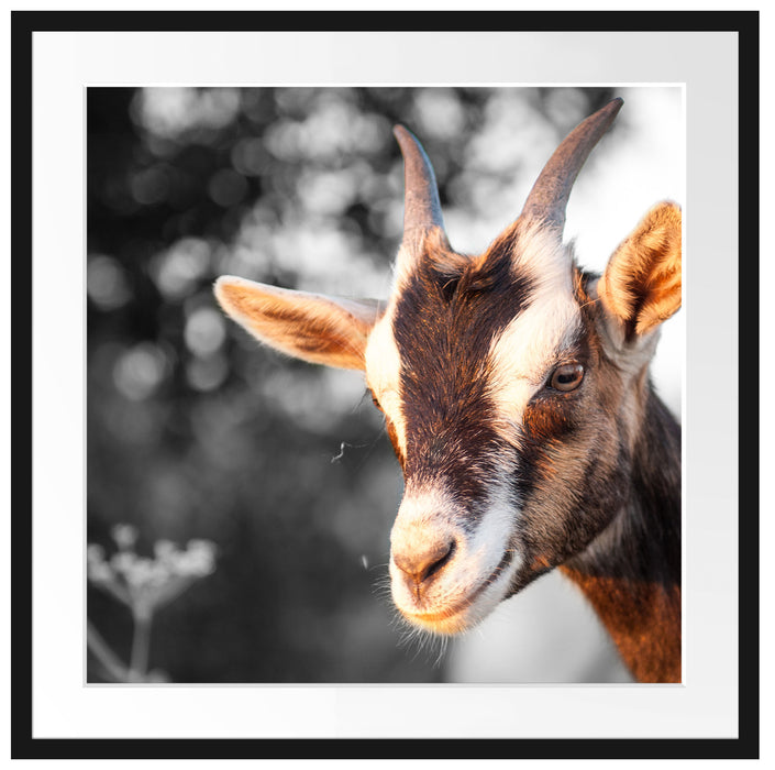 süße Ziege Passepartout Quadratisch 70x70