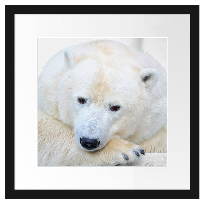 kuscheliger Eisbär Passepartout Quadratisch 40x40