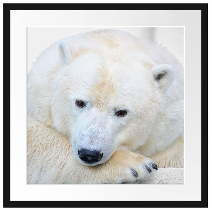 kuscheliger Eisbär Passepartout Quadratisch 55x55