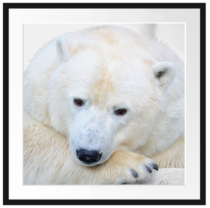 kuscheliger Eisbär Passepartout Quadratisch 70x70