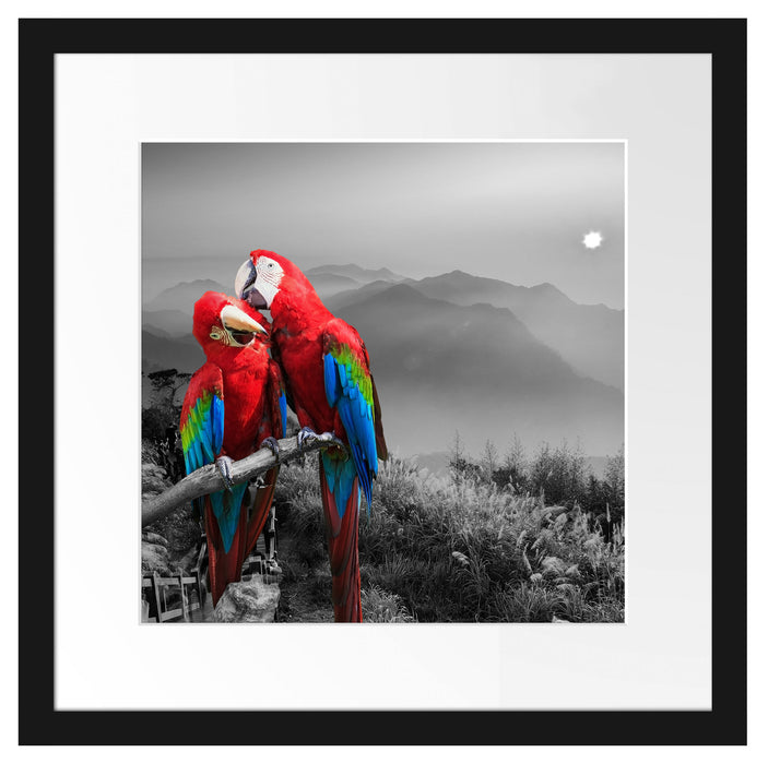 süße Papageien auf Ast Passepartout Quadratisch 40x40