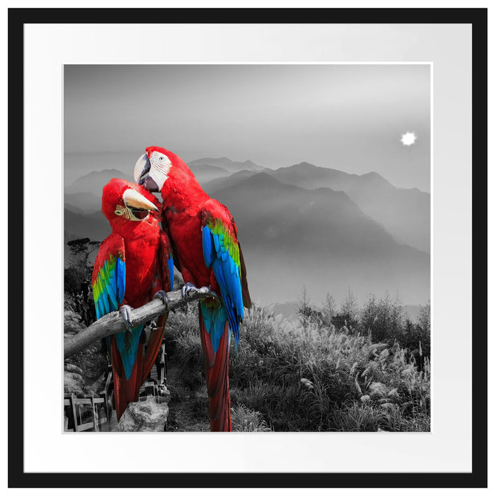 süße Papageien auf Ast Passepartout Quadratisch 55x55