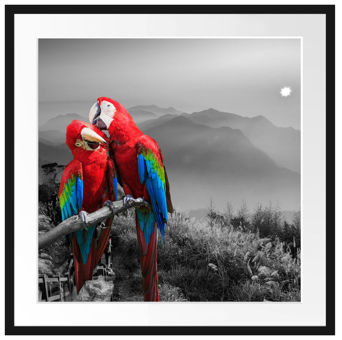 süße Papageien auf Ast Passepartout Quadratisch 70x70