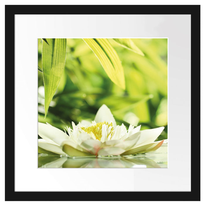 Weiße Seerose im Wasser Wellness Passepartout Quadratisch 40x40