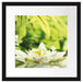 Weiße Seerose im Wasser Wellness Passepartout Quadratisch 40x40
