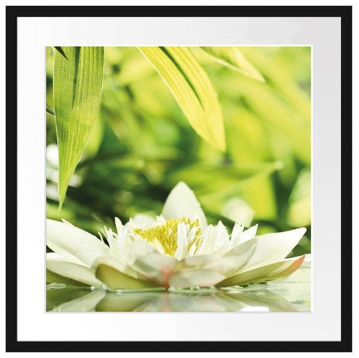 Weiße Seerose im Wasser Wellness Passepartout Quadratisch 55x55