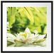 Weiße Seerose im Wasser Wellness Passepartout Quadratisch 55x55