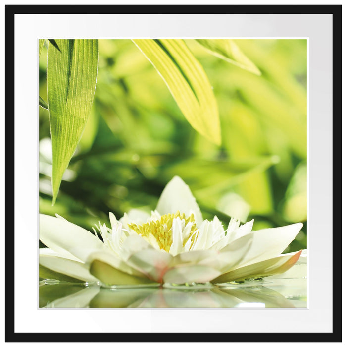 Weiße Seerose im Wasser Wellness Passepartout Quadratisch 70x70