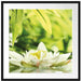 Weiße Seerose im Wasser Wellness Passepartout Quadratisch 70x70
