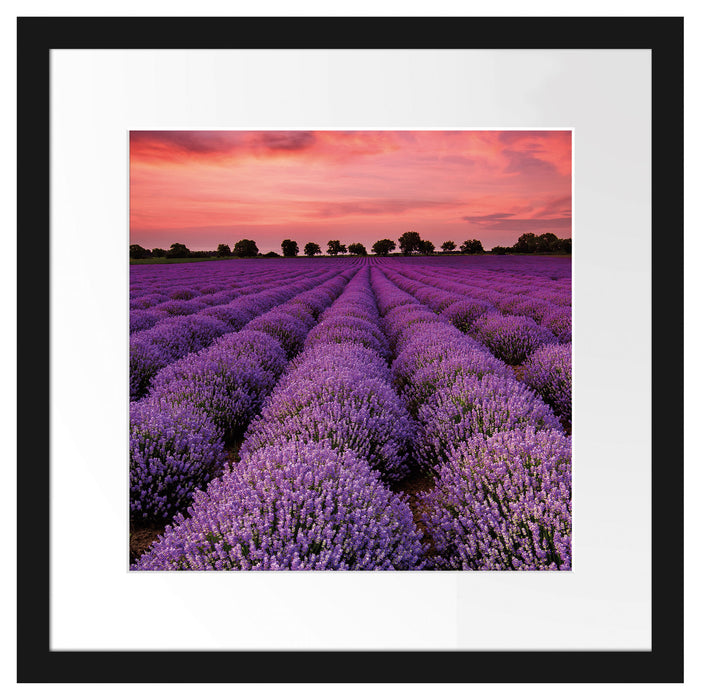 Wunderschöne Lavendel Provence Passepartout Quadratisch 40x40