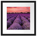 Wunderschöne Lavendel Provence Passepartout Quadratisch 40x40