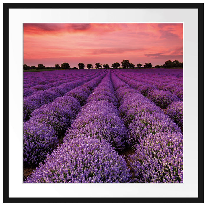 Wunderschöne Lavendel Provence Passepartout Quadratisch 70x70