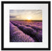 Traumhafte Lavendel Provence Passepartout Quadratisch 40x40