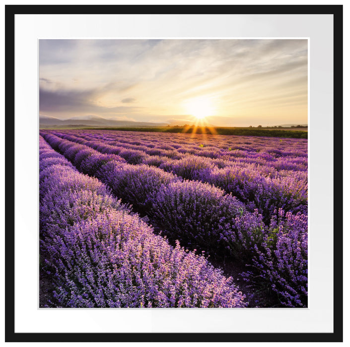 Traumhafte Lavendel Provence Passepartout Quadratisch 70x70