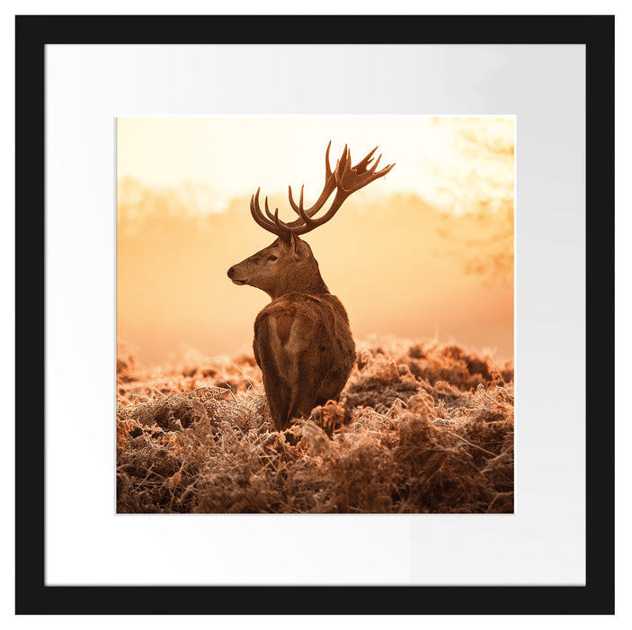 Stolzer Hirsch Passepartout Quadratisch 40x40