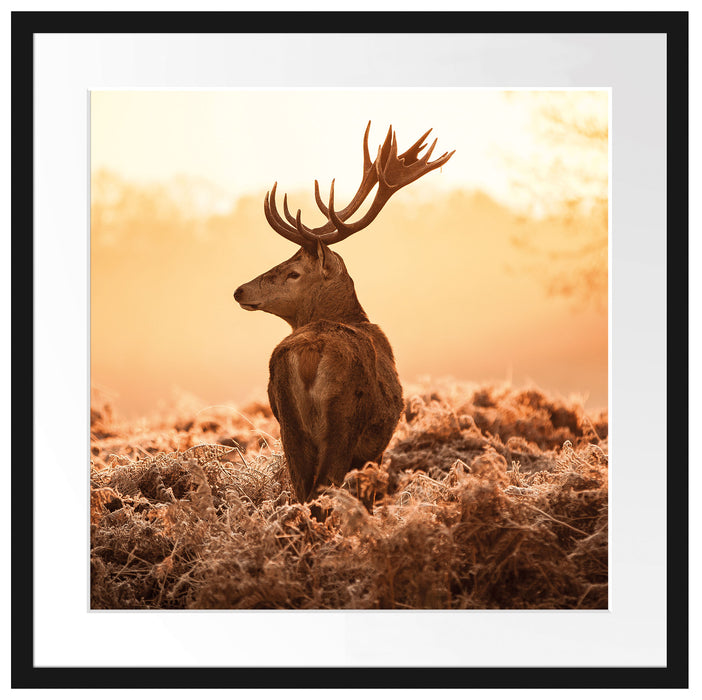 Stolzer Hirsch Passepartout Quadratisch 55x55