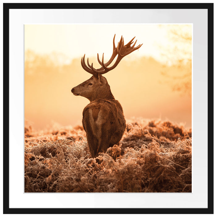 Stolzer Hirsch Passepartout Quadratisch 70x70