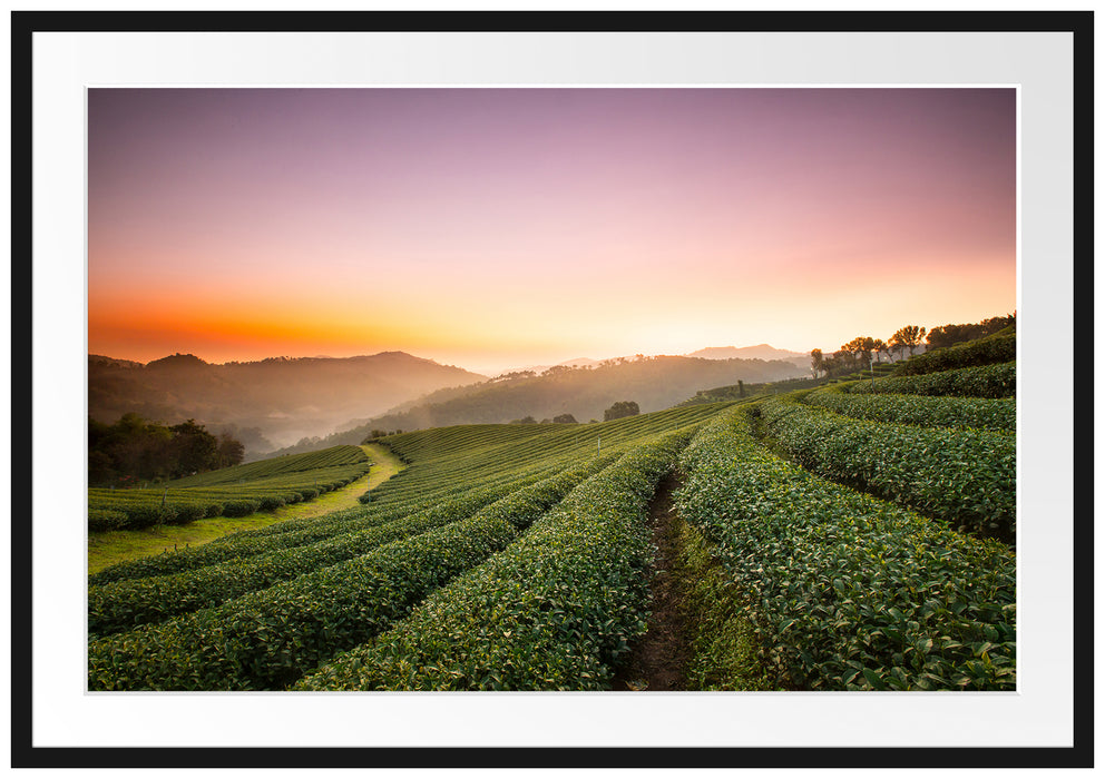 Pixxprint Sonnenaufgang Teeplantage Thailand, im Galerie-Passepartout Bilderrahmen