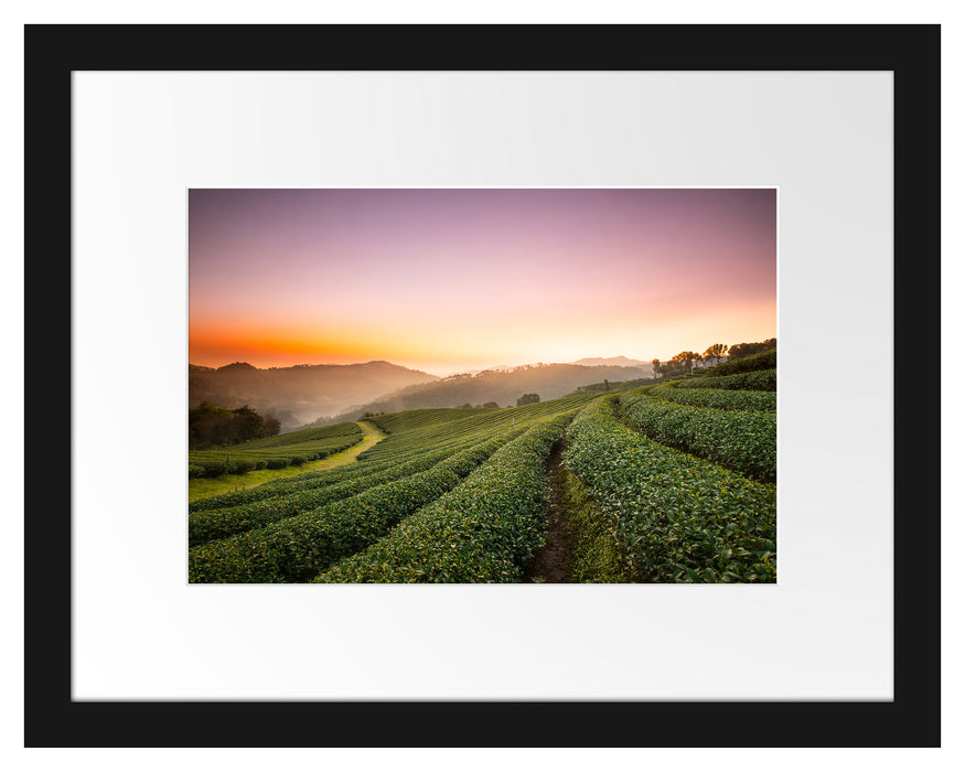 Sonnenaufgang Teeplantage Thailand Passepartout 38x30