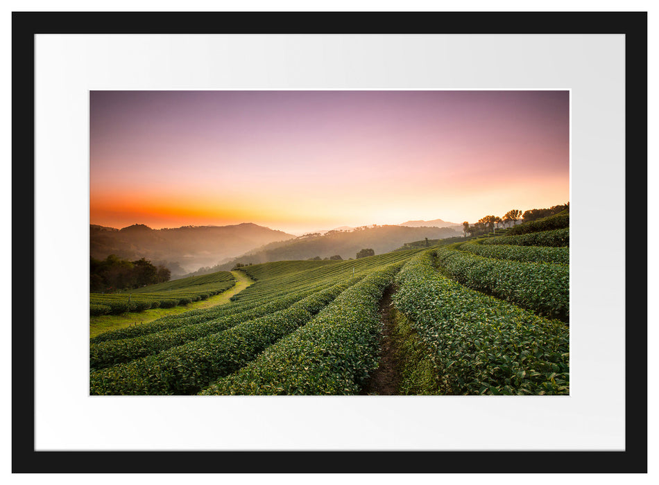 Sonnenaufgang Teeplantage Thailand Passepartout 55x40