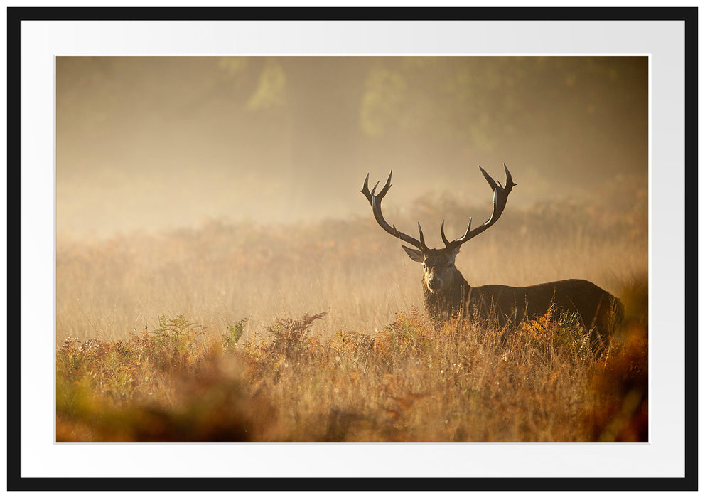 Pixxprint Rotwild Hirsch im Nebel, im Galerie-Passepartout Bilderrahmen
