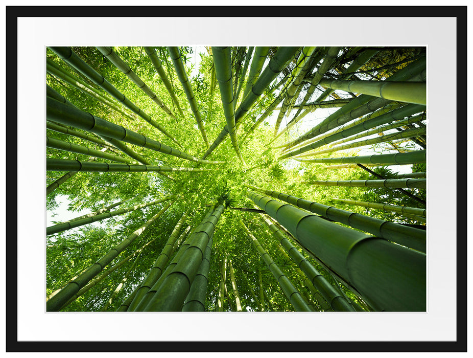 Grüner Bambus Passepartout 80x60