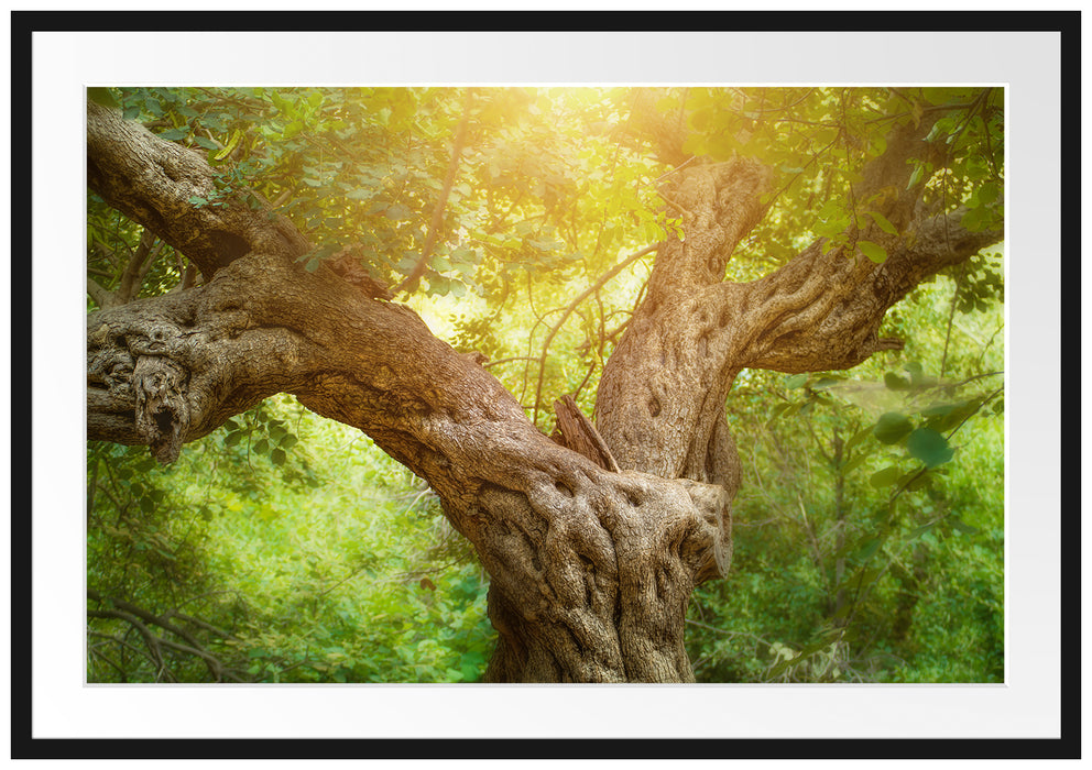 Pixxprint Mächtiger Baum im Wald, im Galerie-Passepartout Bilderrahmen