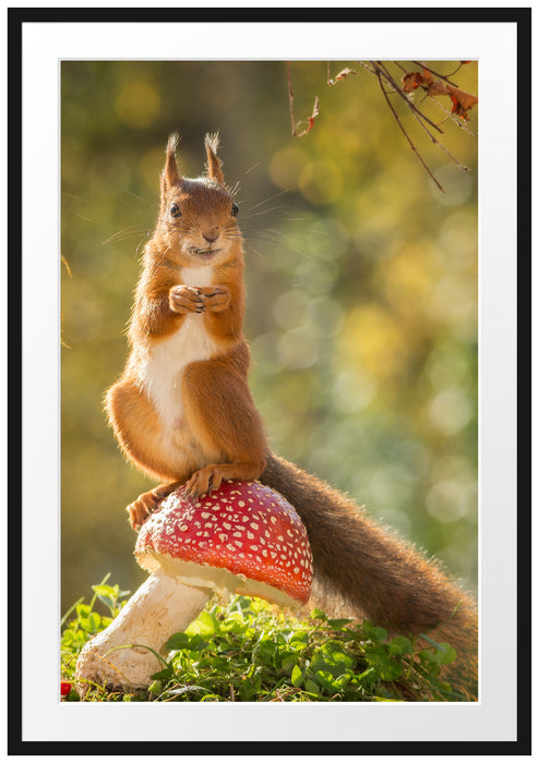 Pixxprint Eichhörnchen auf Fliegenpilz, im Galerie-Passepartout Bilderrahmen