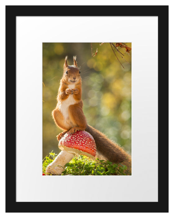 Eichhörnchen auf Fliegenpilz Passepartout 38x30