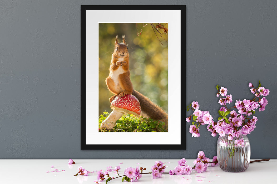 Eichhörnchen auf Fliegenpilz Passepartout Wohnzimmer
