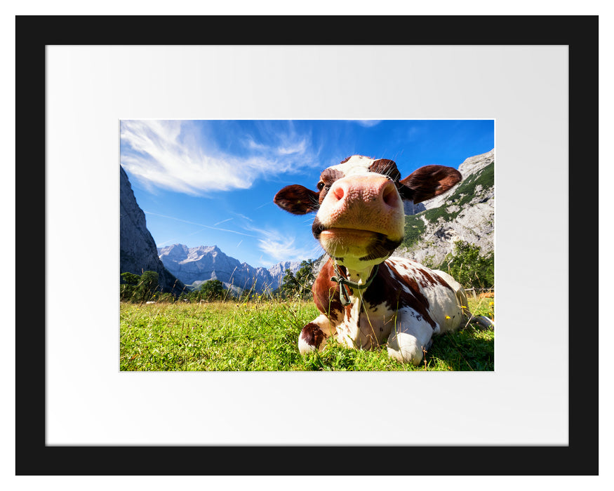 Kuh im Karwendelgebirge Passepartout 38x30