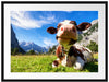 Kuh im Karwendelgebirge Passepartout 80x60