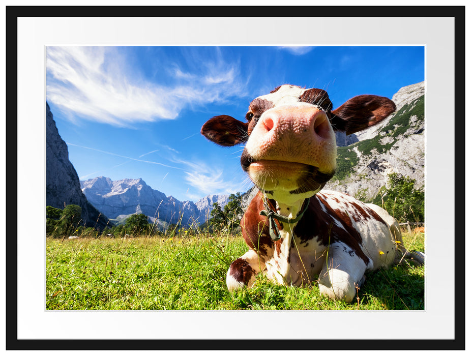 Kuh im Karwendelgebirge Passepartout 80x60