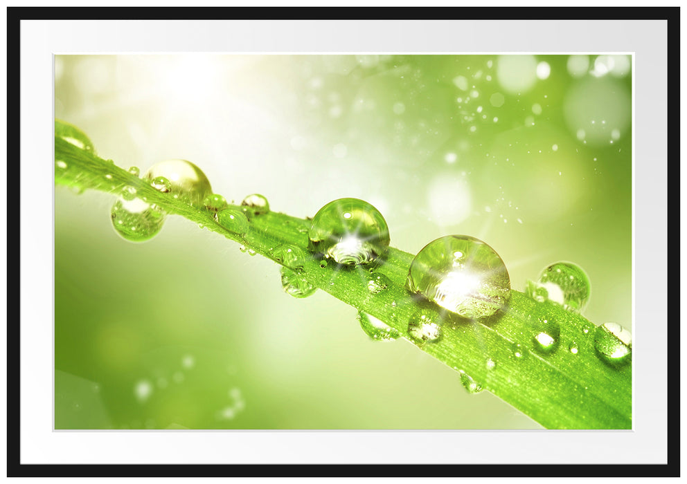 Pixxprint Wassertropfen auf Grashalm, im Galerie-Passepartout Bilderrahmen