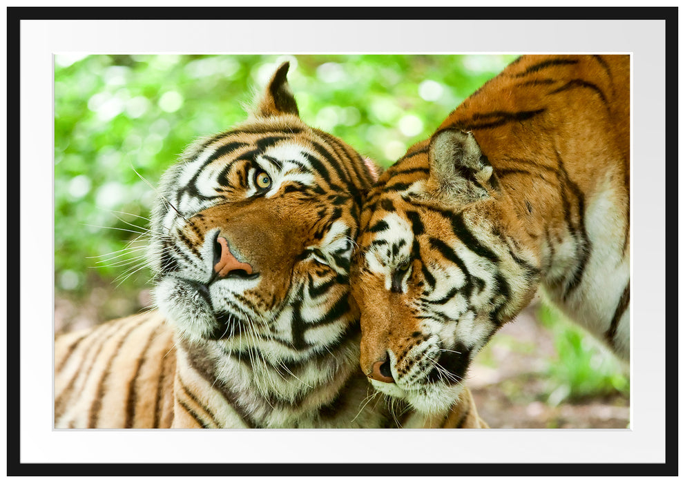 Zwei liebkosende Tiger Passepartout 100x70