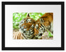 Zwei liebkosende Tiger Passepartout 38x30