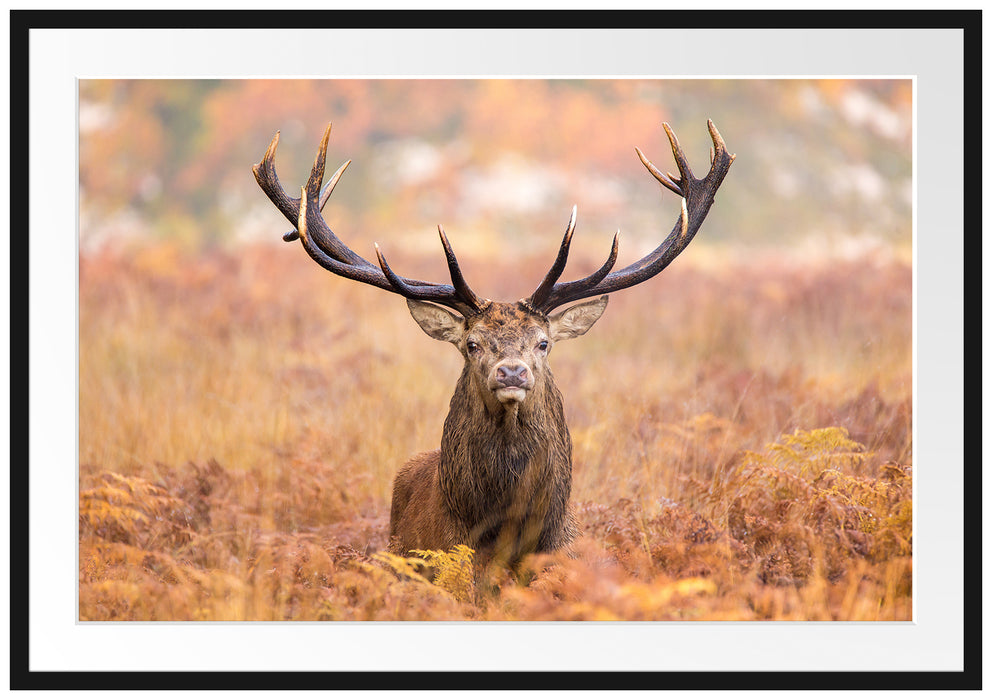 Pixxprint Großer Hirsch im Feld, im Galerie-Passepartout Bilderrahmen