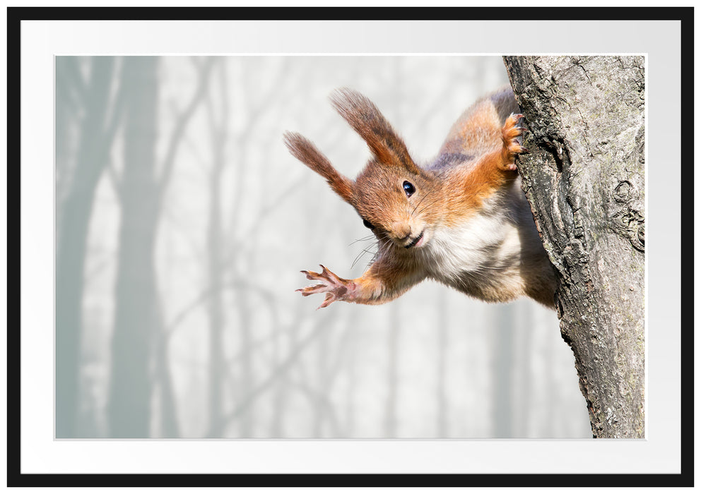 Pixxprint Neugierig rotes Eichhörnchen, im Galerie-Passepartout Bilderrahmen