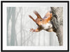 Neugierig rotes Eichhörnchen Passepartout 80x60
