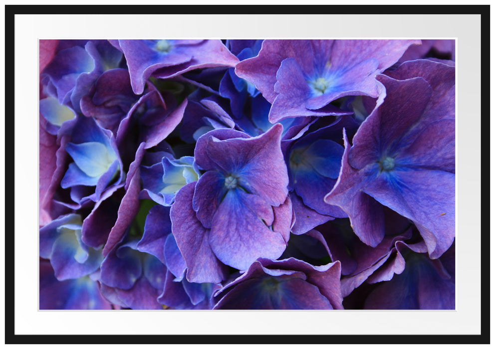 Pixxprint Blaue Hortensien Blüte, im Galerie-Passepartout Bilderrahmen