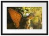 Goldenen Engel im Sonnenlicht Passepartout 55x40