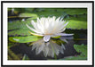 Weiße Lotusblume im Wasser Passepartout 100x70