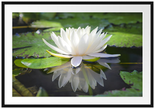 Weiße Lotusblume im Wasser Passepartout 100x70