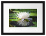 Weiße Lotusblume im Wasser Passepartout 38x30