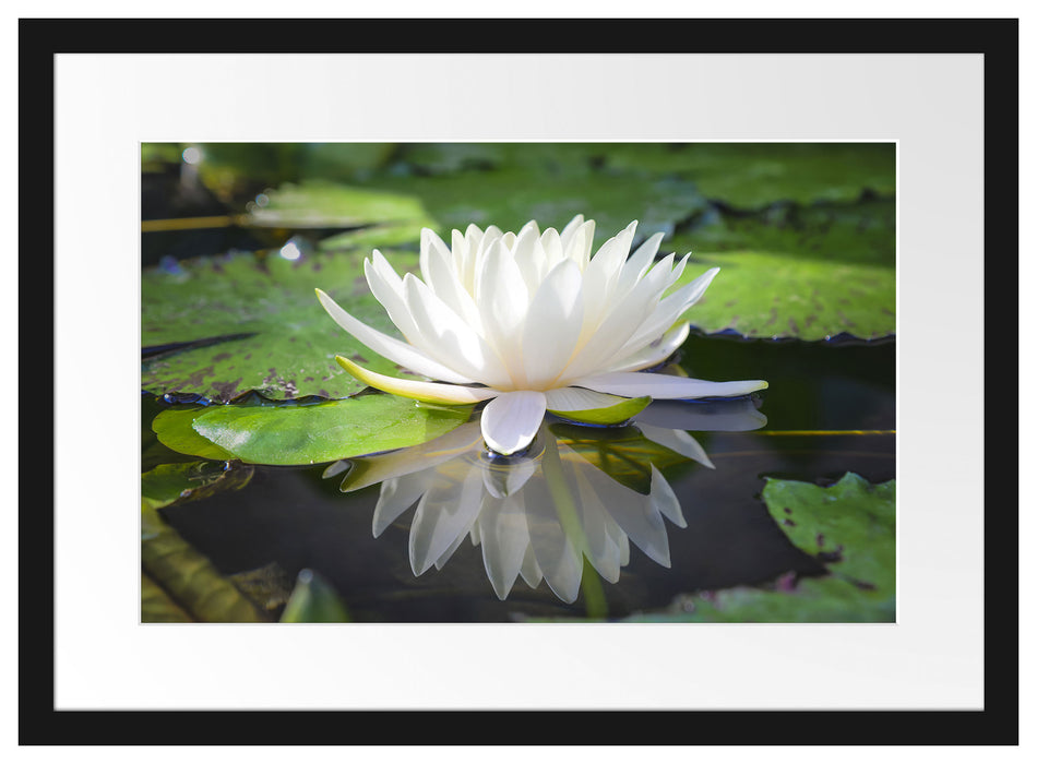 Weiße Lotusblume im Wasser Passepartout 55x40