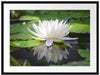 Weiße Lotusblume im Wasser Passepartout 80x60