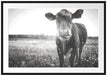 Kuh auf Butterblumenwiese Passepartout 100x70