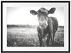 Kuh auf Butterblumenwiese Passepartout 80x60