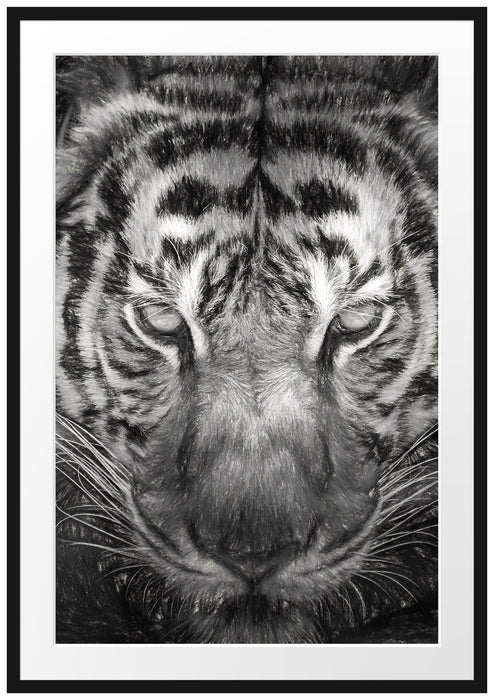 Pixxprint Tiger mit hellbraunen Augen Kunst, im Galerie-Passepartout Bilderrahmen